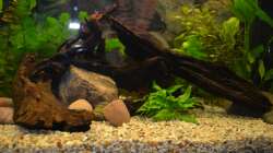 Mangrovenwurzeln, Wüsttenwurzel, ein Stein und Flusskiesel