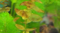 Bacopa caroliniana (Großes Fettblatt)