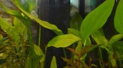 Innenfilter: Tetra IN 1000