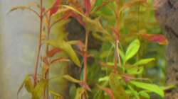 Ich weiß leider nicht, was das für eine Pflanze ist (Tipps?)