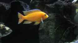 aulonacara firefish