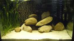 Aquarium Cichlids of a small coast in the Lake Tanganyika