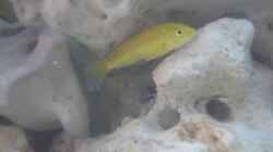 Labidochromis yellow W
