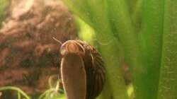 Besatz im Aquarium GuppyBecken )