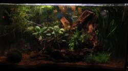 Aquarium GuppyBecken )