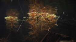 Pflanzen im Aquarium GuppyBecken )