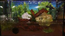 noch 2 Steine zur Befestigung trotz 8 Tage wässern...