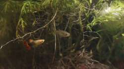 Besatz im Aquarium GuppyBecken )