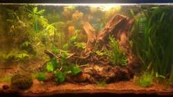 ein paar kleine Veränderungen (27.1.2013) leider etwas zu viele Wasserlinsen rausgenommen.