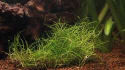 Pflanzen im Aquarium GuppyBecken )