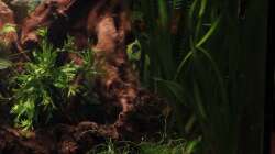 Pflanzen im Aquarium GuppyBecken )