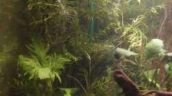 sie müssen noch ein bisschen wachsen