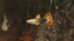 Besatz im Aquarium GuppyBecken )