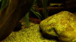 roter Hexenwels Nr. 1 / 19.03.13