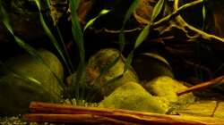 linker unterer Teil des Beckens 01.07.13