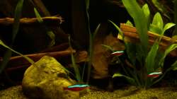 Paracheirodon axelrodi 11.03.13