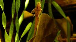 roter Hexenwels Nr.3 / 19.03.13