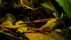 Detailansicht Beckenmitte 01.07.13