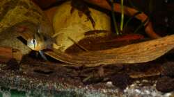 Bolivianscher Schmetterlingsbuntbarsch Weibchen 20.08.13