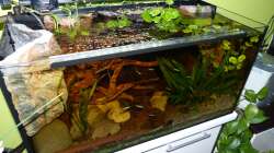 Becken mal mit ´hochgeklappter´ Abdeckung 27.08.13