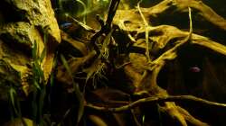 Detailansicht, Wurzeln der ins Becken gehangenen Efeutude 29.04.13