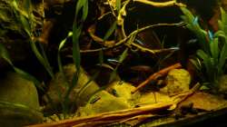 Beckenmitte 01.07.13