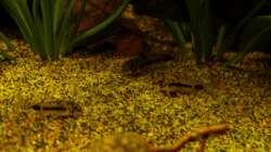 Corydoras habrosus 11.03.13