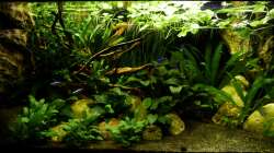 in diesem Layout lief das Becken dann von 09/13-12/13 weiter