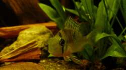 Bolivianscher Schmetterlingsbuntbarsch 01.07.13