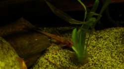 Leliella sp. ´rot´ 11.03.13 