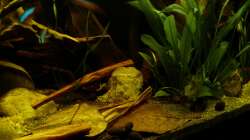 Detailansicht mitte-rechts 01.07.13