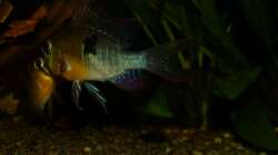 Bolivianscher Schmetterlingsbuntbarsch Pärchen beim balzen 20.08.13