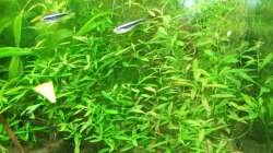 Pflanzen im Aquarium Amazonas im Wohnzimmer