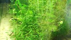 Pflanzen im Aquarium Amazonas im Wohnzimmer