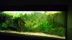 Aquarium Amazonas im Wohnzimmer
