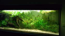 Aquarium Amazonas im Wohnzimmer