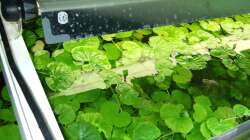 Pflanzen im Aquarium Amazonas im Wohnzimmer