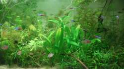 Aquarium Amazonas im Wohnzimmer