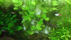 Pflanzen im Aquarium Amazonas im Wohnzimmer