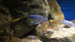 Pseudotropheus socolofi in der Mitte