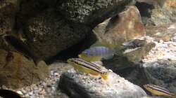 Metriaclima aurora und Melanochromis auratus