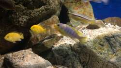 Besatz im Aquarium pakati pa miyala