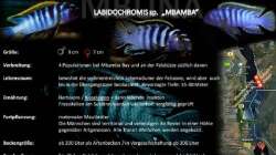 Labidochromis sp. ???mbamba??? lebt in der sedimentreichen Felszone- wo er viele