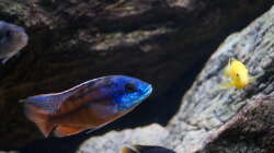 Besatz im Aquarium pakati pa miyala