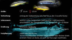 Melanochromis auratus kommt überall an der Südwestküste des Malawisees vor ???