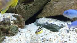 Besatz im Aquarium pakati pa miyala