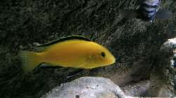 Besatz im Aquarium pakati pa miyala