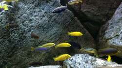 Besatz im Aquarium pakati pa miyala