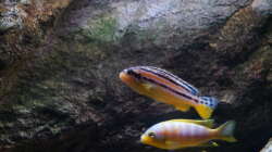 Besatz im Aquarium pakati pa miyala