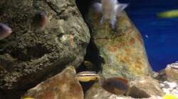 Besatz im Aquarium pakati pa miyala